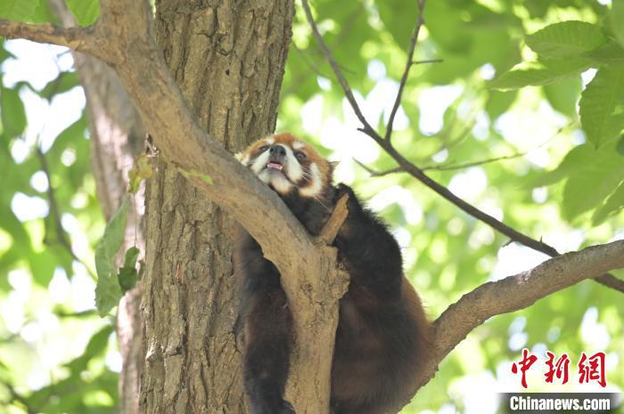 西安秦嶺野生動(dòng)物園里的小熊貓?！∥靼睬貛X野生動(dòng)物園供圖